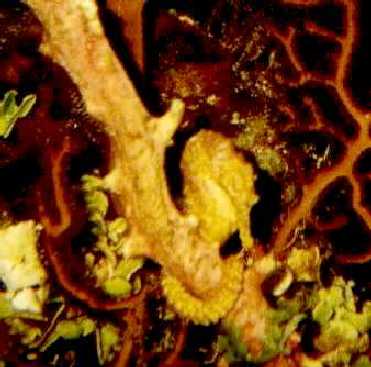 Seahorse